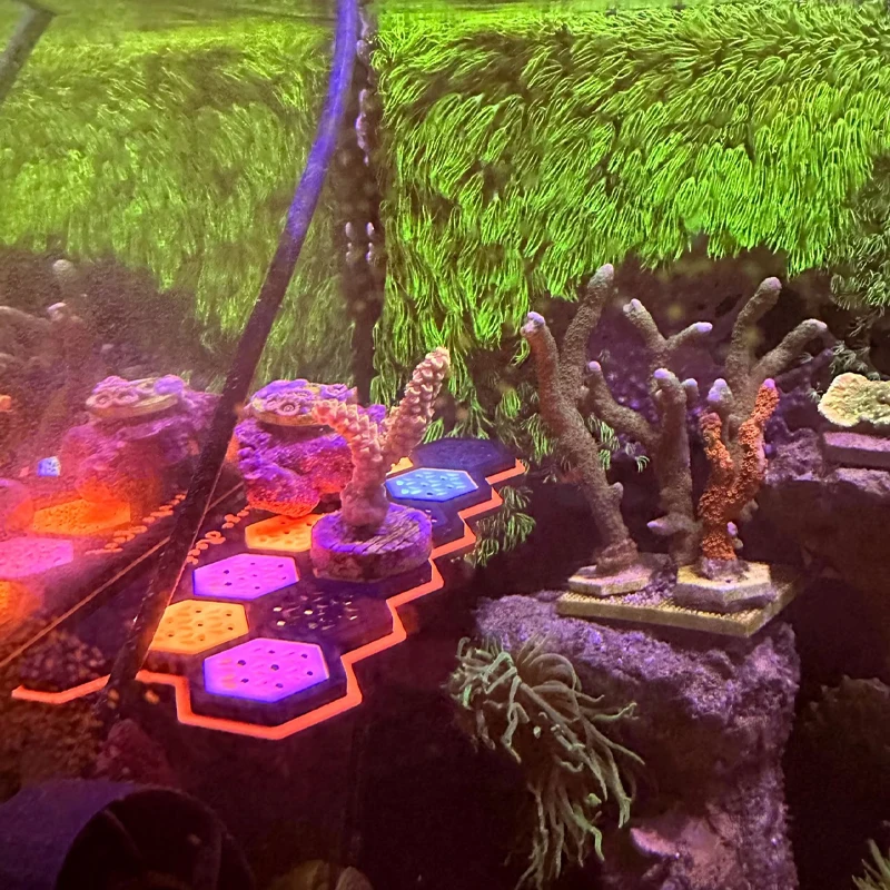 Aquarium Fluorescerende Magnet - Coral Frag Plug recensie en prijs
